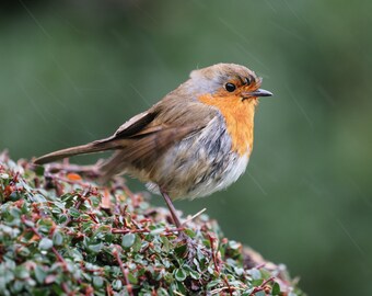 European Robin buffeted by wind and rain, Glendalough, County Wicklow, Ireland | Wildlife Fine Art Photographic Print