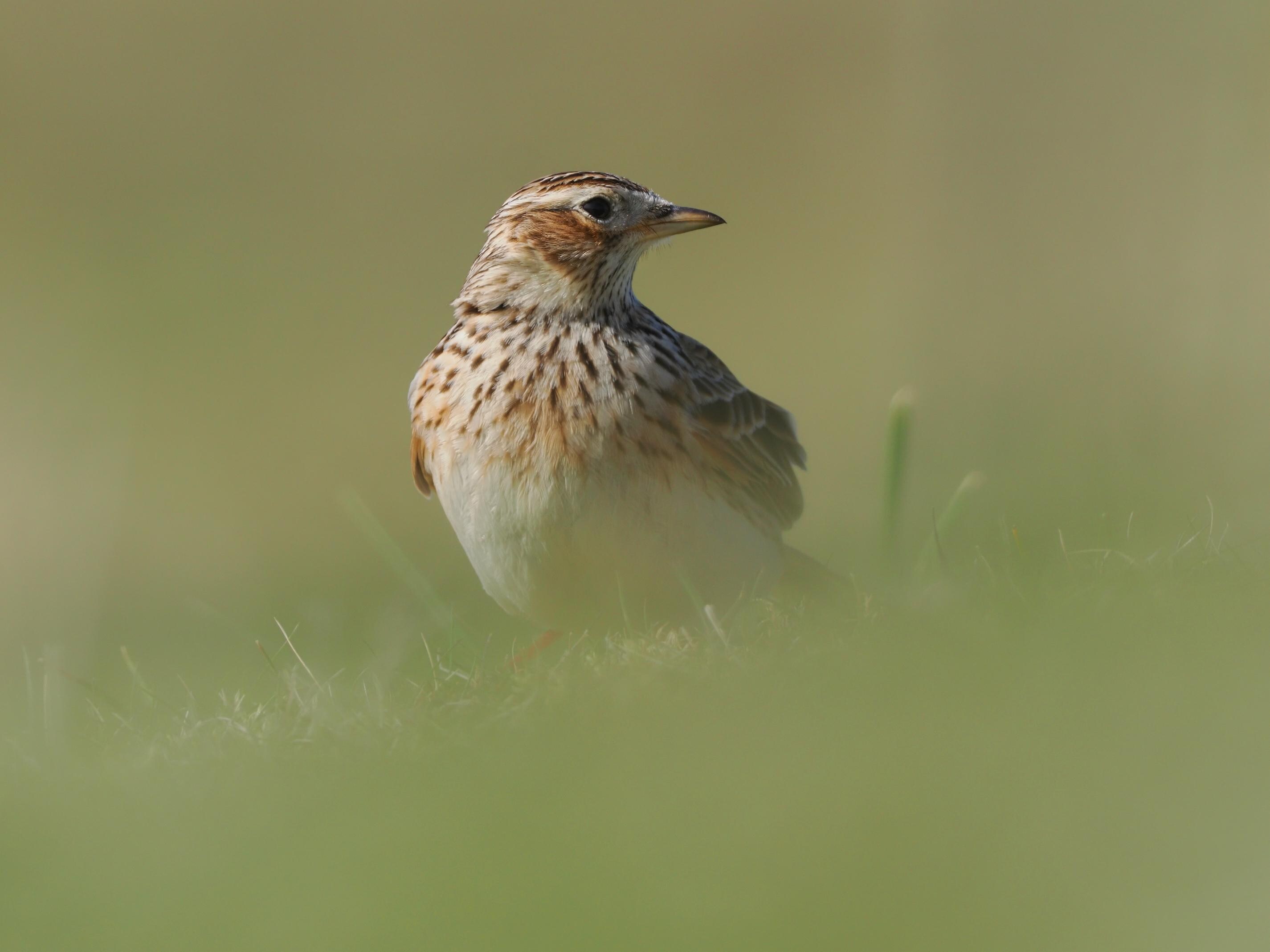 Eurasian Skylark nestled in grasses, Inishbofin, County Galway, Ireland | Wildlife Fine Art Photographic Print