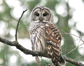 Barred Owl preparing for the hunt, Berkshire County, Massachusetts | Wildlife Fine Art Photographic Print