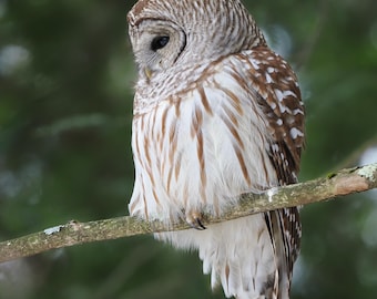 Barred Owl in early spring, Berkshire County, Massachusetts | Wildlife Fine Art Photographic Print