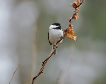 Black-capped Chickadee in early spring, Berkshire County, Massachusetts | Wildlife Fine Art Photographic Print