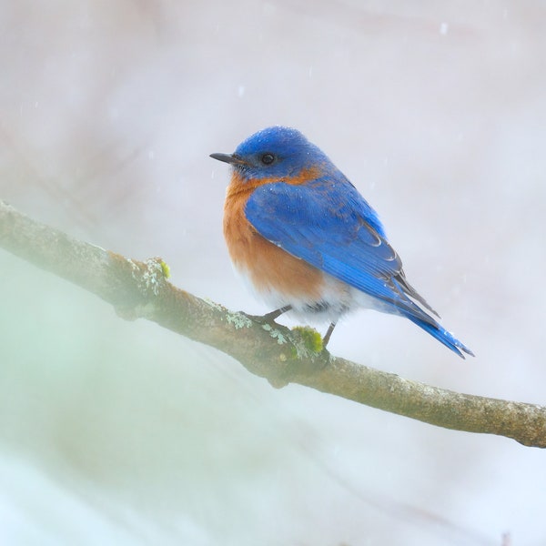 Eastern Bluebird in New England Winter scene, Berkshire County, Massachusetts | Wildlife Fine Art Photographic Print