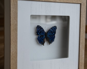 butterfly frame (precis radama) madagascard