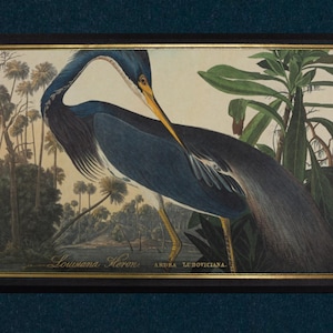 May include: A framed print of a Louisiana Heron, Ardea Ludoviciana, in a swamp setting. The bird has blue and gray plumage, a yellow beak, and yellow legs. The print includes the text "Louisiana Heron" and "Ardea Ludoviciana."