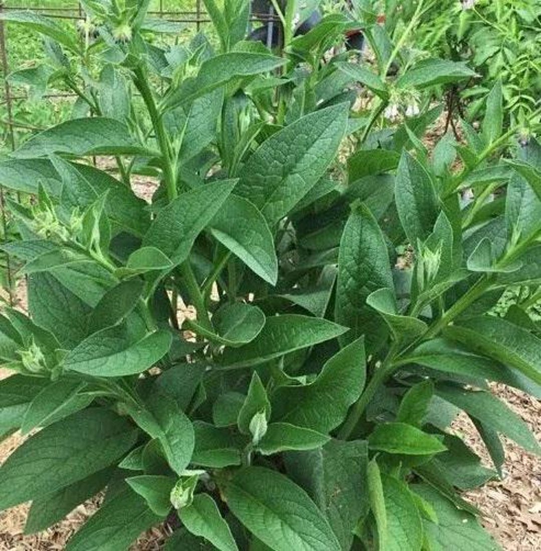 2.5 Lbs. Live Russian Comfrey Plant Roots Crowns - Bocking #4 - Etsy