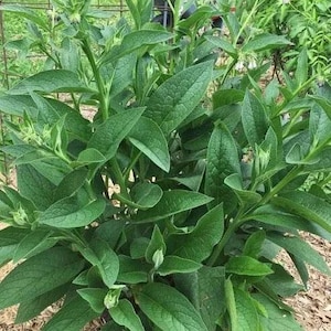 May include: A close-up of a green leafy plant with several stems and buds. The plant is growing in a garden setting.