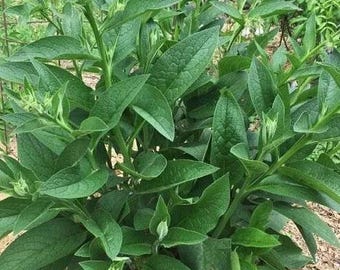 2.5 Lbs. Live Russian Comfrey Plant Roots Crowns - Bocking #4