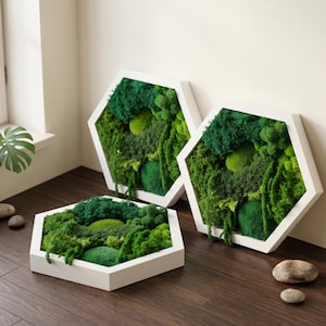 Op de afbeelding: Drie zeshoekige wandkunststukken met geconserveerd groen mos in verschillende tinten en texturen. Elk stuk is gevat in een wit frame. Het mos vertoont dichte, ronde en varenachtige clusters, wat zorgt voor een levendige, meerdimensionale botanische weergave.