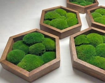Arte de pared de musgo en marco de madera, Decoración con musgo de cojín preservado