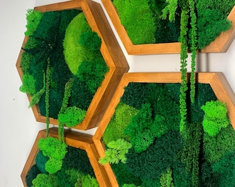 Paneles hexagonales de musgo para decoración de pared, EE. UU. SIN ARANCELES, calidad de lujo.