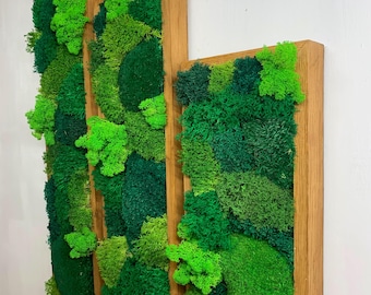 Panel de pared de musgo vertical, decoración de musgo preservado, Moosbild, muchas variaciones