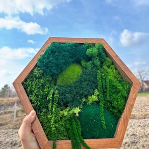 Moss Hexagon Wall Panels Made With Real Moss No Maintenance Required Moss "Living" Wall, Moss Mix, Moss Hexagon Moss Honeycomb Moss Wall Art