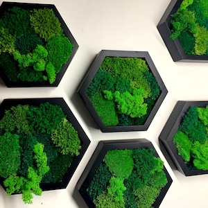 May include: Six hexagonal wall art pieces with black frames, each filled with vibrant green moss. The moss varies in shades and textures, creating a natural, textured appearance. The pieces are mounted on a white wall.