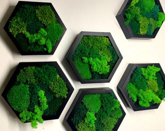 May include: Six hexagonal wall art pieces with black frames, each filled with vibrant green moss. The moss varies in shades and textures, creating a natural, textured appearance. The pieces are mounted on a white wall.