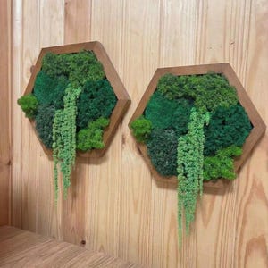 Two hexagonal botanical wall art panels in brown frames featuring preserved green moss and hanging amaranth, displayed on a natural wooden slat background.