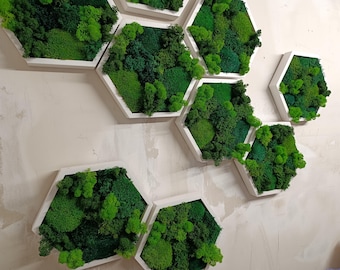 Gran hexágono decorativo de musgo para pared, decoración que estimula la dopamina, regalos corporativos de lujo