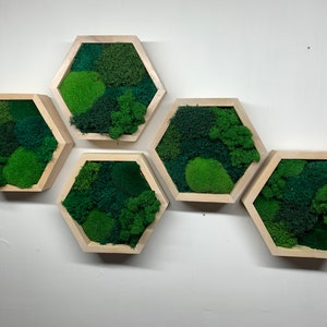 Honeycomb Moss Art Set, Moss Wall Art, Plant Lover Gift, Plant Home Decor, Framed Moss Art, Anniversary Gift, Unique Wall Art