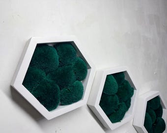 Cuadro de musgo hexagonal para pared con musgo de cojín preservado, Moosbild