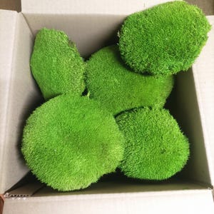 Preserved Pillow Moss | Moss Sold by Area | Green Stabilized Moss for Terrarium