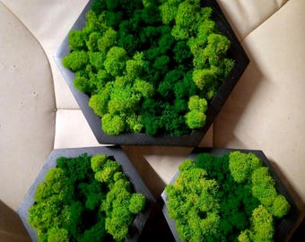 Arte de pared de musgo hexagonal, Decoración del hogar, Decoración de musgo de reno preservado, Imagen de musgo