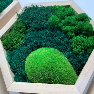 Preserved moss wall art hexagon in wooden frame, Moosbild, Luxury corporate gifts