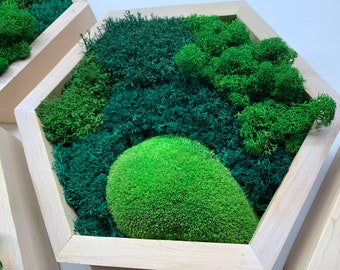 Cuadro hexagonal de musgo preservado en marco de madera, Moosbild, Regalos corporativos de lujo