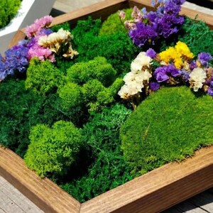 Macro shot of a single hexagonal botanical art piece in a natural brown wooden frame, highlighting the rich textures of green reindeer moss and vibrant dried flowers in purple, yellow, and white.