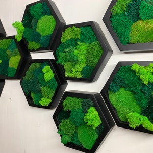 Moss Hexagon Wall Panels Made With Real Moss No Maintenance Required Moss "Living" Wall, Moss Mix, Moss Hexagon Moss Honeycomb Moss Wall Art