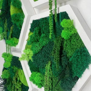 Angled close-up of white hexagonal wooden frames filled with vibrant green preserved reindeer moss and textured hanging amaranth against a white wall.
