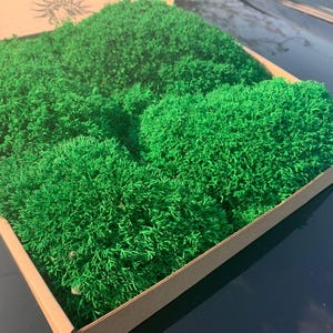 Preserved Reindeer Moss for Crafts | Green Terrarium Moss Supply | DIY Moss Art Kit Material | Bulk Decorative Stabilized Moss