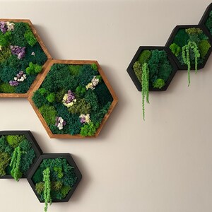 Wall decor composition featuring hexagonal preserved moss art. The left group in brown frames includes colorful dried flowers, while the right group in black frames features green moss and hanging amaranth.
