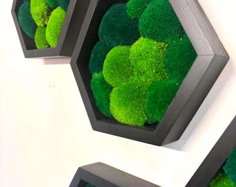 Cuadro hexagonal para pared en marco de madera con musgo de cojín, regalos corporativos de lujo, Moosbil kaufen