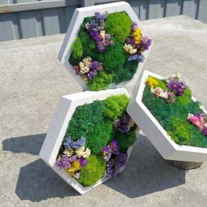 Three hexagonal moss art panels in white wooden frames, displayed outdoors on a concrete surface in bright sunlight, featuring green preserved moss and colorful floral accents.