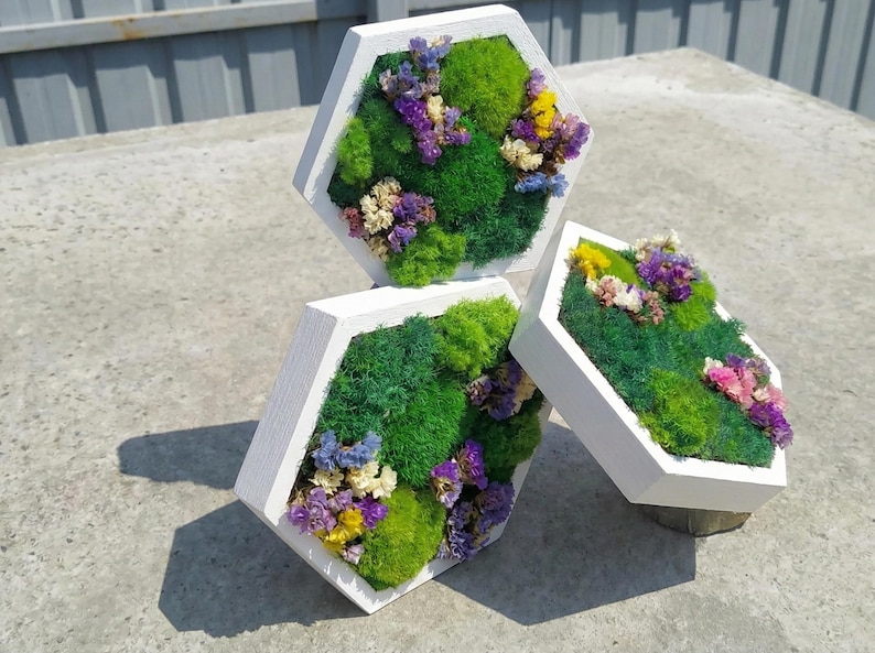 Three hexagonal moss art panels in white wooden frames, displayed outdoors on a concrete surface in bright sunlight, featuring green preserved moss and colorful floral accents.