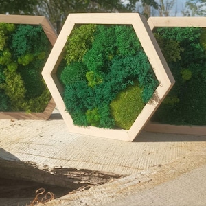 Hexagon moss wall art panels order from 3 pcs,preserved moss decor,maintenance-free green office art
