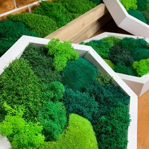 Hexagon Moss Wall Art – Real Preserved Moss Picture | Living Green Wall Decor for Home & Office | Framed Eco Art Gift