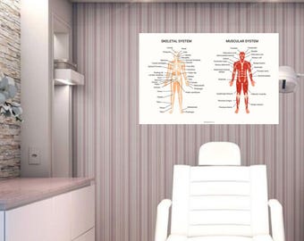 Anatomical Art Print: Skeletal & Muscular Systems (Digital Product)