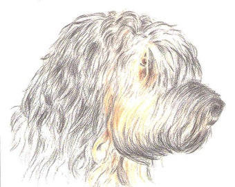 Animal drawing / pet portrait based on template - colored pencil