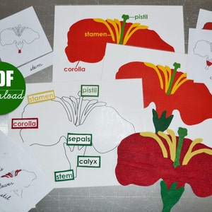 CYFROWY Do pobrania plik PDF do wydruku, aby stworzyć puzzle Montessori Botany z filcu przedstawiające części kwiatów, liści, drzew i nomenklatury w 3 częściach