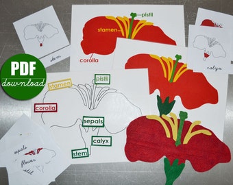 Téléchargement numérique imprimable au format PDF pour créer des cartes en 3 parties de casse-tête botanique Montessori en feutre de la fleur, de la feuille, de l'arbre et de la nomenclature