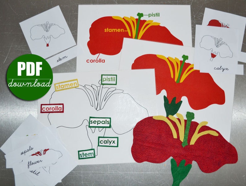 DIGITAL Printable PDF Download to make Montessori Botany Felt Parts of the Flower, Leaf, Tree Puzzles and Nomenclature 3 Part Cards image 1