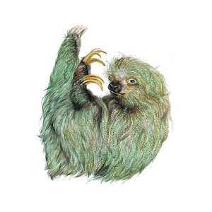 Cute Sloth Watercolor giclee print ink Archival art in natural colors 5x7 inch illustration south american wildlife costa rica animal image 1