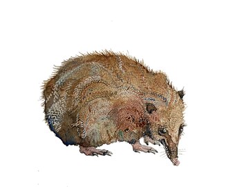 Tenrec giclee print - natural wildlife Madagascar ink Archival art in brown neutral colors 5x7 inch matted print ready to frame watercolor