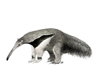 Anteater blank greeting card reproduction of my original watercolor and ink illustration drawing of south america giant wildlife animal