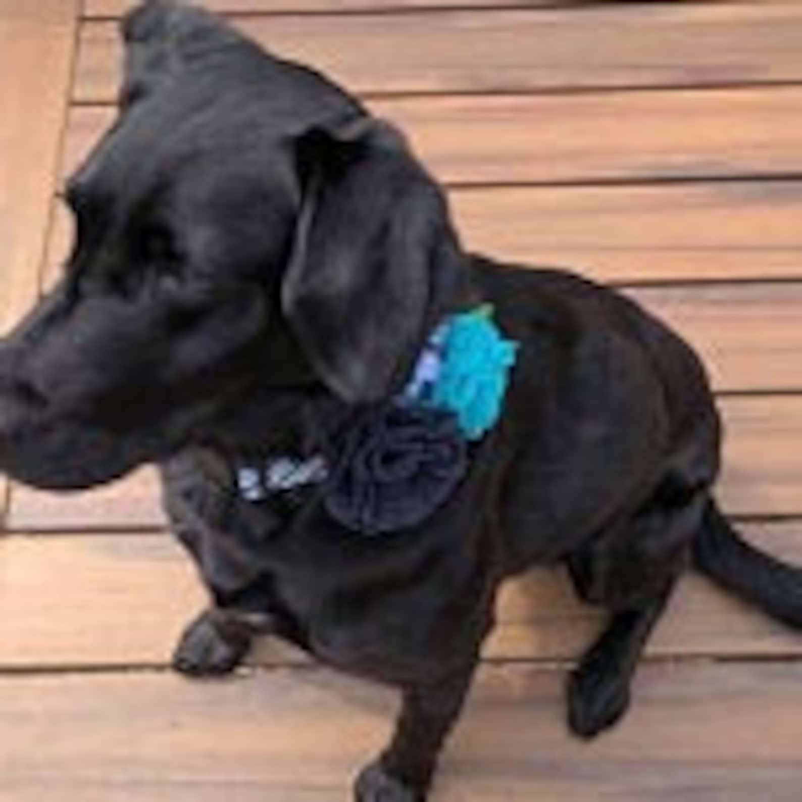 Dog Collar Flowerflower for Dog Collar Flowers for Dog Etsy