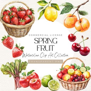 Clipart acquerello di frutta primaverile – 34 PNG / Mele, ciliegie, fragole, rabarbaro, pesche, limoni, lime, illustrazione di cesto di frutta