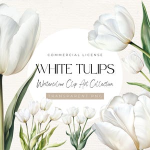 22 weiße Tulpe Aquarell Clipart Sammlung | 300 dpi, Blumenkunst, Tulpenkunst, schöne Blumenkunst, kommerzielle Lizenz