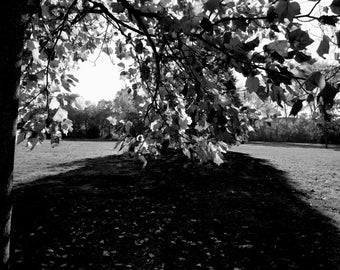 Herbst im Park