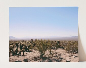Joshua Tree
