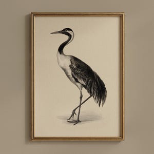 DIGITAL | Vintage Numidian Crane Bird Print, Antique Nature Illustration, Ornithology Wall Art #11